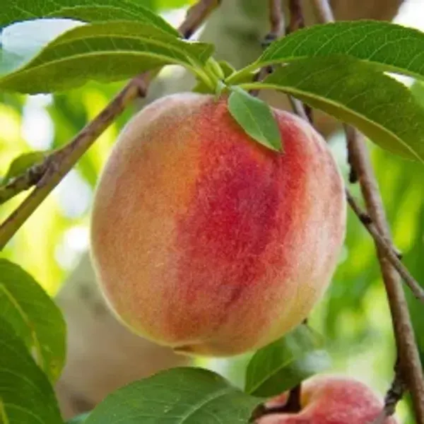Velvet_Apple_Grafted_Fruit_Plant