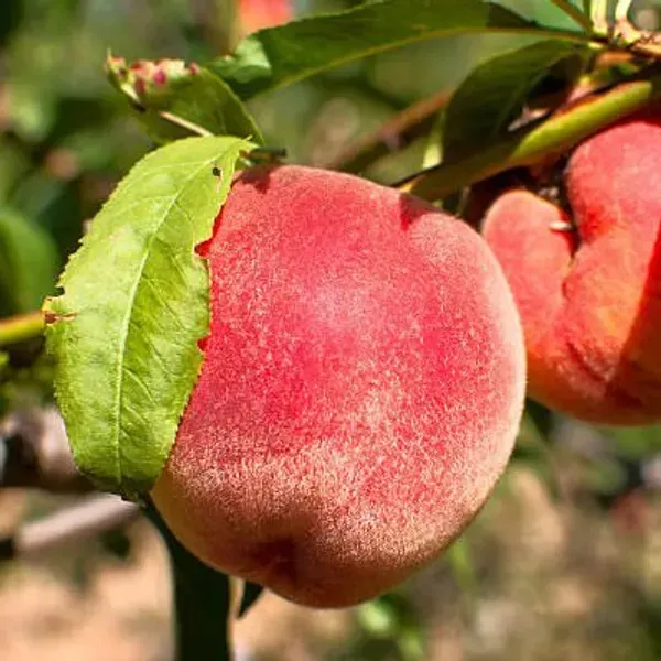 Velvet_Apple_Grafted_Fruit_Plant