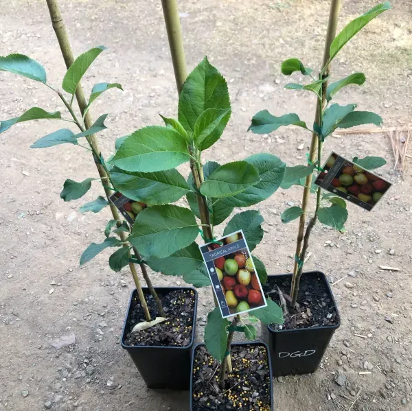 Velvet_Apple_Grafted_Fruit_Plant