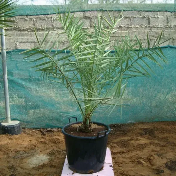Deglet_Variety_Date_Plum_Live_Plant