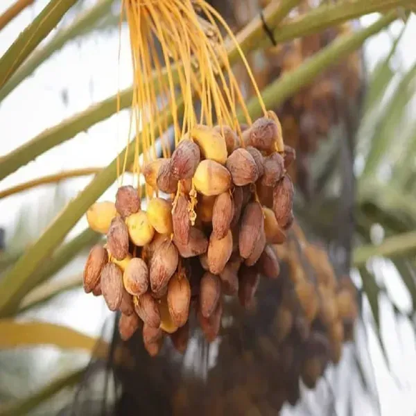 Deglet_Variety_Date_Plum_Live_Plant
