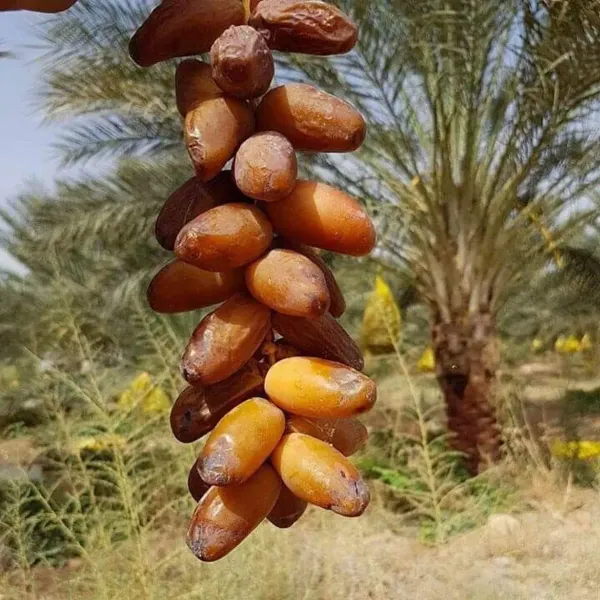 Deglet_Variety_Date_Plum_Live_Plant