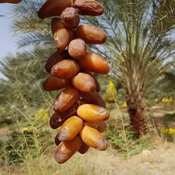 Deglet_Variety_Date_Plum_Live_Plant