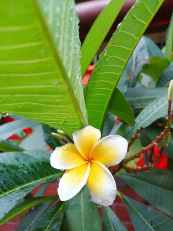 Pulmeria_Flower_Plant_Yellow