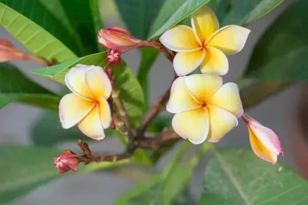 Pulmeria_Flower_Plant_Yellow