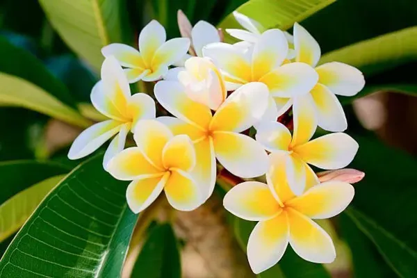 Pulmeria_Flower_Plant_Yellow