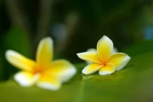 Pulmeria_Flower_Plant_Yellow