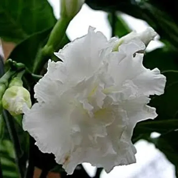 Tagar_Double_Frills_Jasmine_Flower_Plant_White