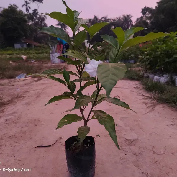 Tagar_Double_Frills_Jasmine_Flower_Plant_White