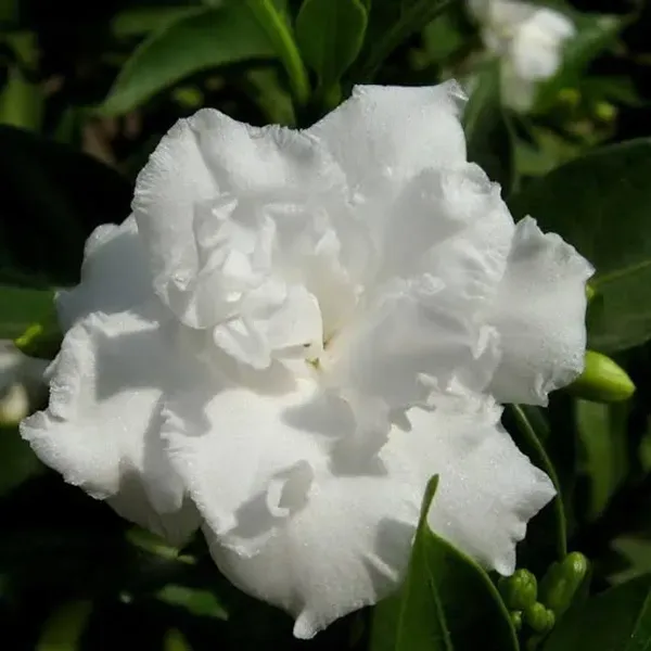 Tagar_Double_Frills_Jasmine_Flower_Plant_White