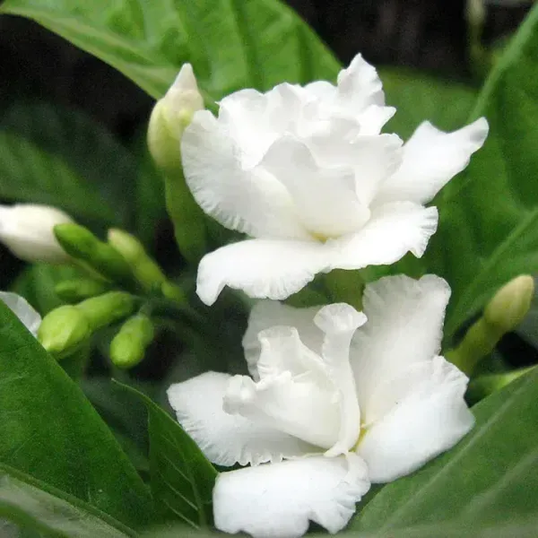 Tagar_Double_Frills_Jasmine_Flower_Plant_White