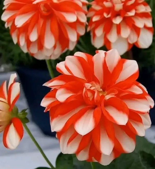 Dahlia_Flower_Plant_Variegated_White_Red