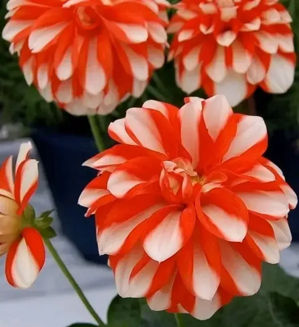Dahlia_Flower_Plant_Variegated_White_Red