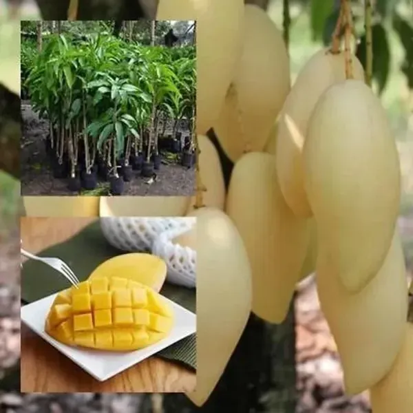 Nam_Doc_Mai_Mango_Grafted_Fruit_Plant
