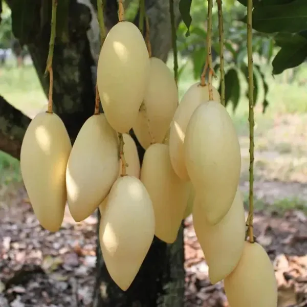 Nam_Doc_Mai_Mango_Grafted_Fruit_Plant