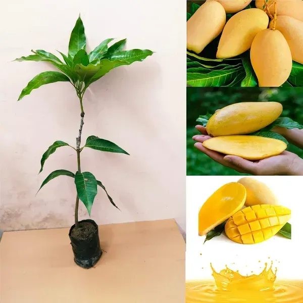 Nam_Doc_Mai_Mango_Grafted_Fruit_Plant