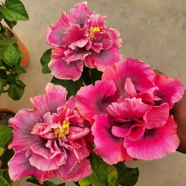 Double_Petal_Variety_Grafted_Hibiscus_Flower_Plant