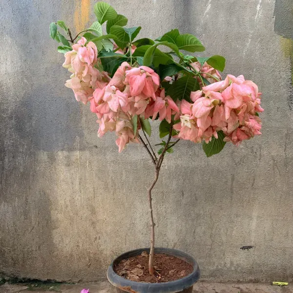 Mussaenda_Philippica_Flower_Plant_Pink