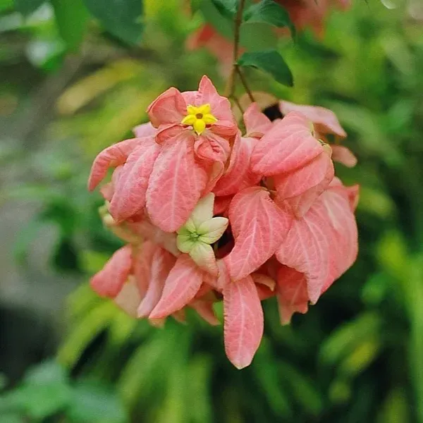 Mussaenda_Philippica_Flower_Plant_Pink