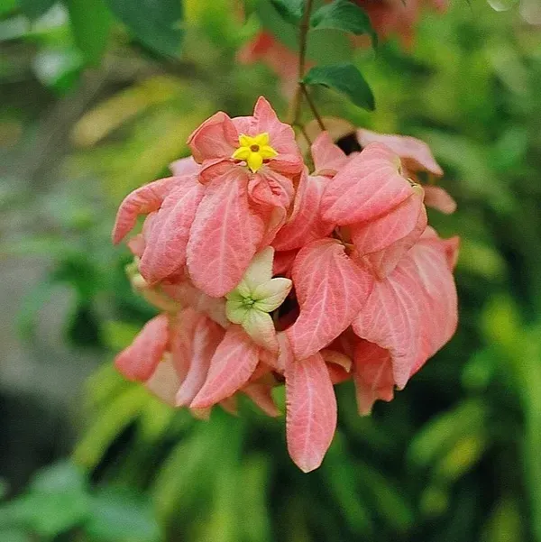 Mussaenda_Philippica_Flower_Plant_Pink