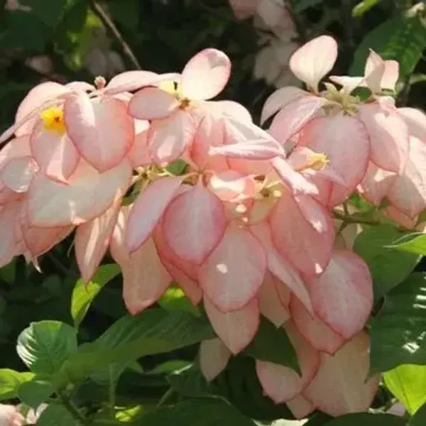 Mussaenda_Philippica_Flower_Plant_Pink