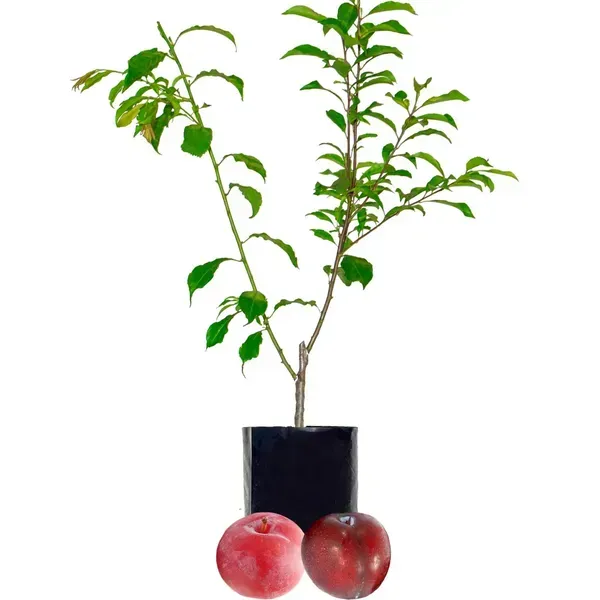 Red_Hybrid_Aalu_Bukhara_Plum_Grafted_Fruit_Plant