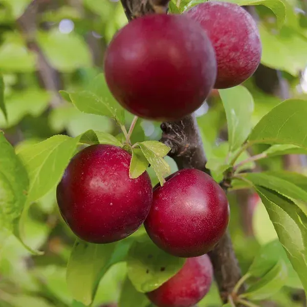 Red_Hybrid_Aalu_Bukhara_Plum_Grafted_Fruit_Plant