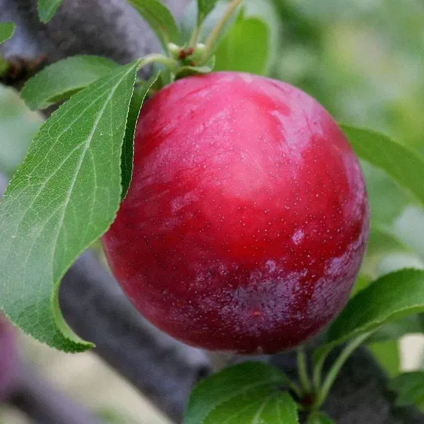 Red_Hybrid_Aalu_Bukhara_Plum_Grafted_Fruit_Plant
