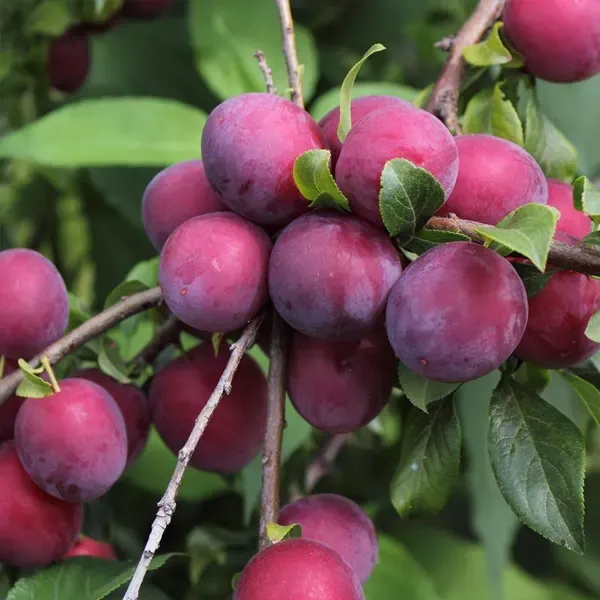 Red_Hybrid_Aalu_Bukhara_Plum_Grafted_Fruit_Plant
