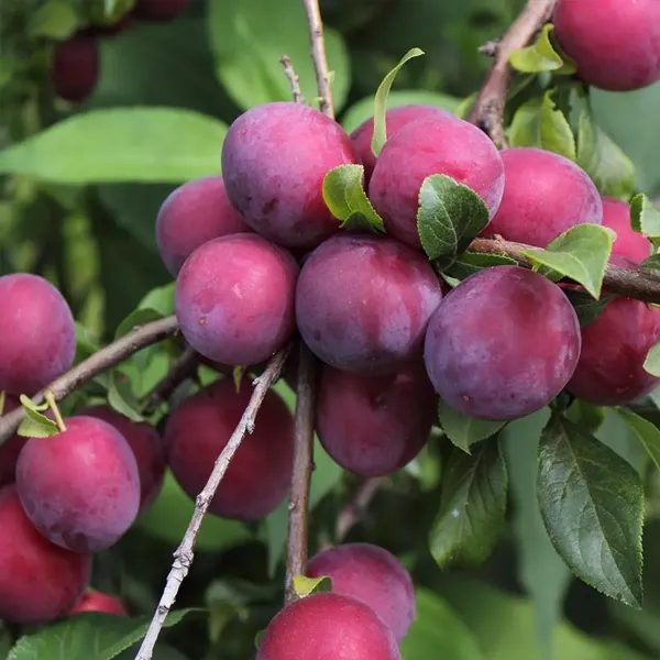 Red_Hybrid_Aalu_Bukhara_Plum_Grafted_Fruit_Plant