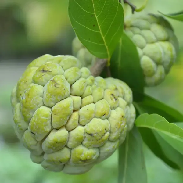 Green_Custard_Apple_Grafted_Fruit_Plant
