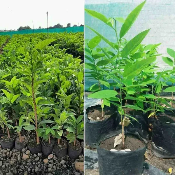 Green_Custard_Apple_Grafted_Fruit_Plant