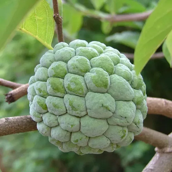 Green_Custard_Apple_Grafted_Fruit_Plant