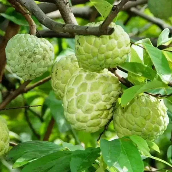 Green_Custard_Apple_Grafted_Fruit_Plant