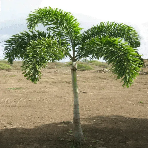 Foxtail_Plamm_Live_Plant_Wodyetia_Bifurcata