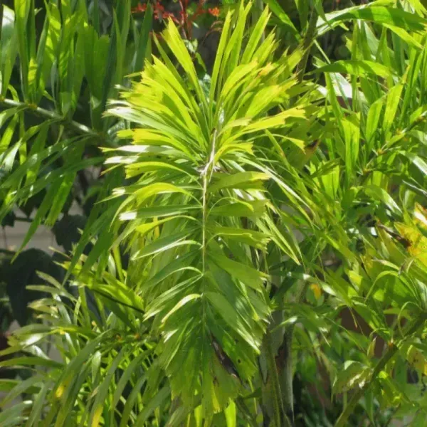 Foxtail_Plamm_Live_Plant_Wodyetia_Bifurcata