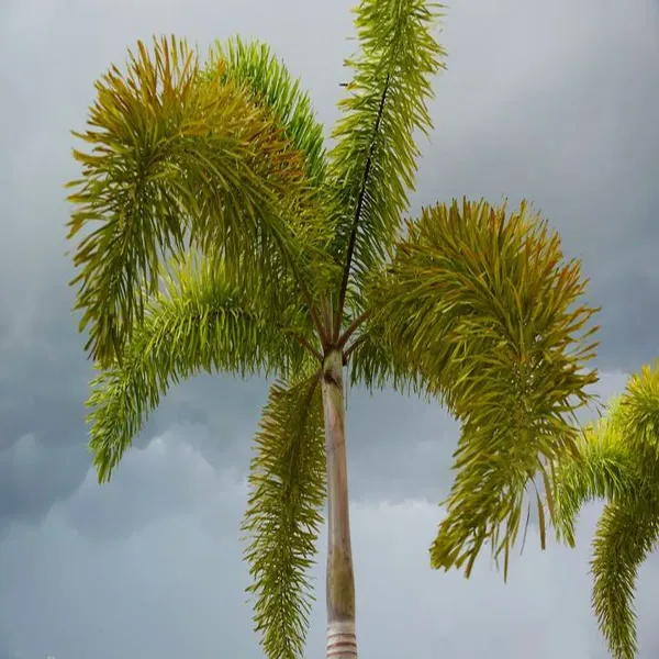 Foxtail_Plamm_Live_Plant_Wodyetia_Bifurcata
