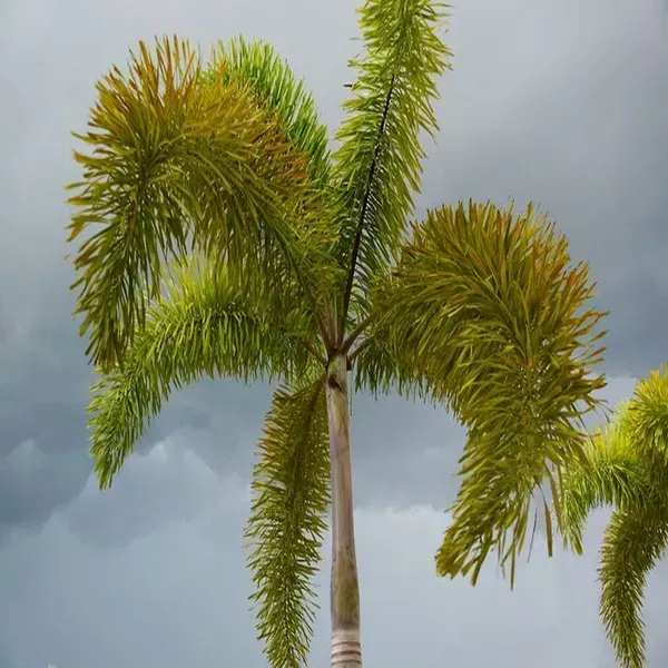 Foxtail_Plamm_Live_Plant_Wodyetia_Bifurcata