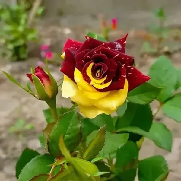 Abracadabra_Rose_Flower_Plant_For_Home_Garden