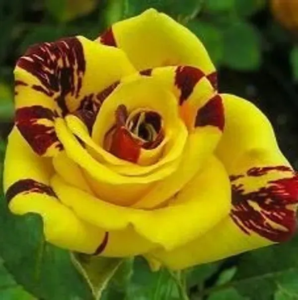 Abracadabra_Rose_Flower_Plant_For_Home_Garden