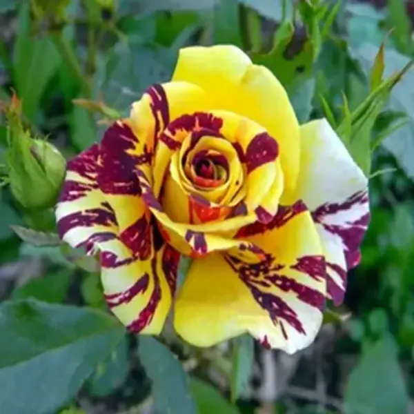 Abracadabra_Rose_Flower_Plant_For_Home_Garden