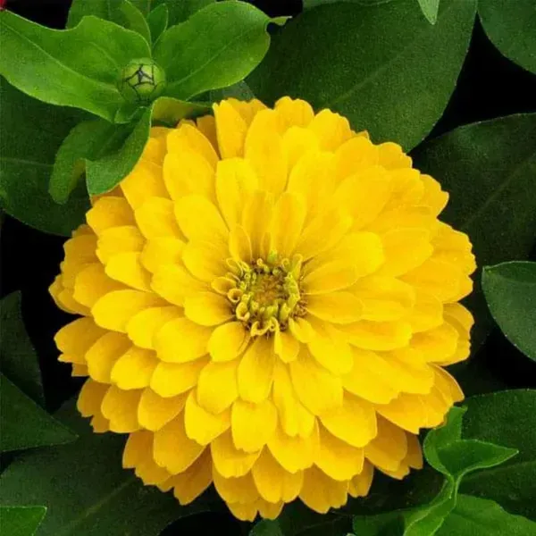 Zinnia_Flower_Plant_Yellow_For_Home_Garden
