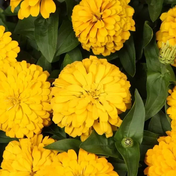 Zinnia_Flower_Plant_Yellow_For_Home_Garden