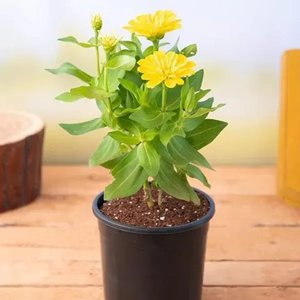 Zinnia_Flower_Plant_Yellow_For_Home_Garden