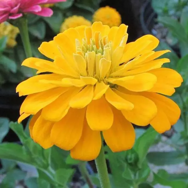 Zinnia_Flower_Plant_Yellow_For_Home_Garden