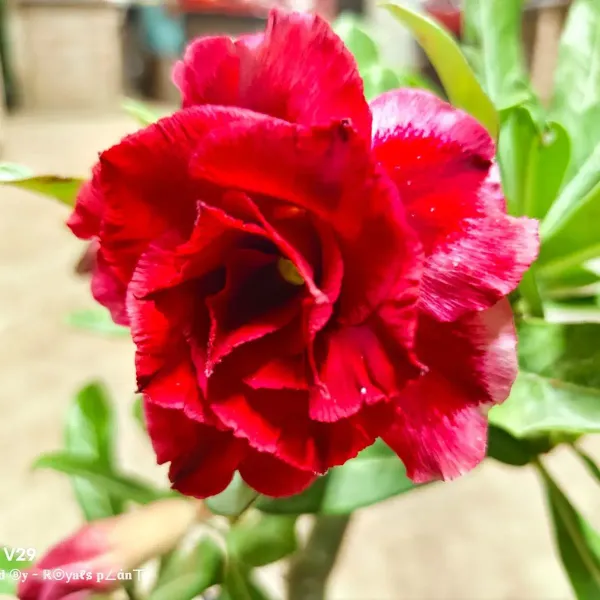 Rosey_Red_Adenium_Grafted_Flowers_Plant