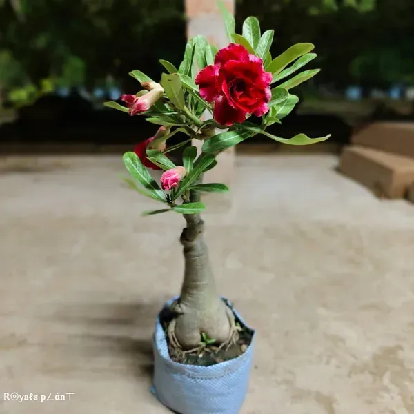 Rosey_Red_Adenium_Grafted_Flowers_Plant