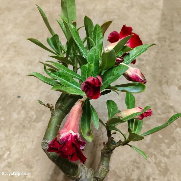 Rosey_Red_Adenium_Grafted_Flowers_Plant