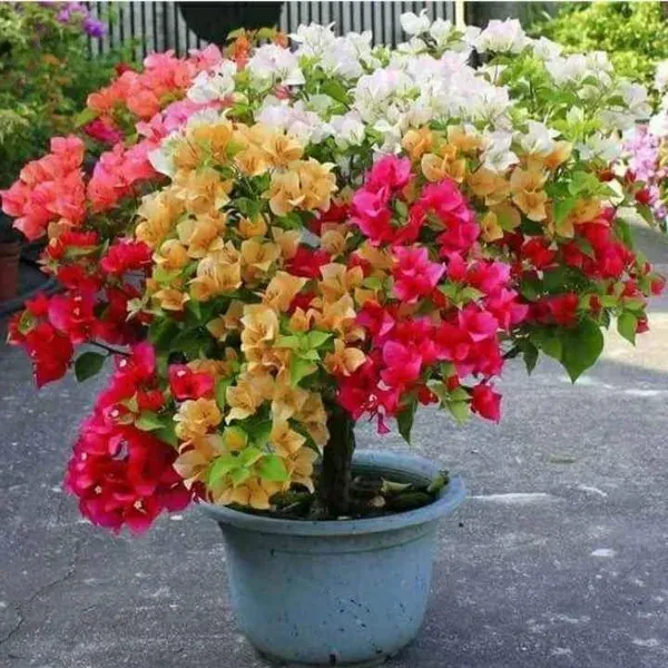Multigrafted_Bougainvillea_Flower_Plant_5_Colour