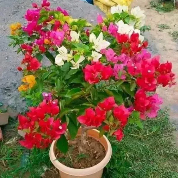 Multigrafted_Bougainvillea_Flower_Plant_5_Colour